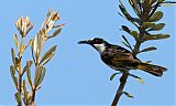 White-cheeked Honeyeaterborder=